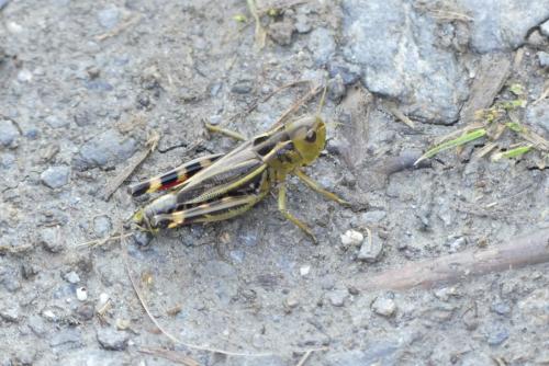 Réf. 213 830 : Arcyptera fusca